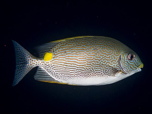 Gold Line Rabbitfish '