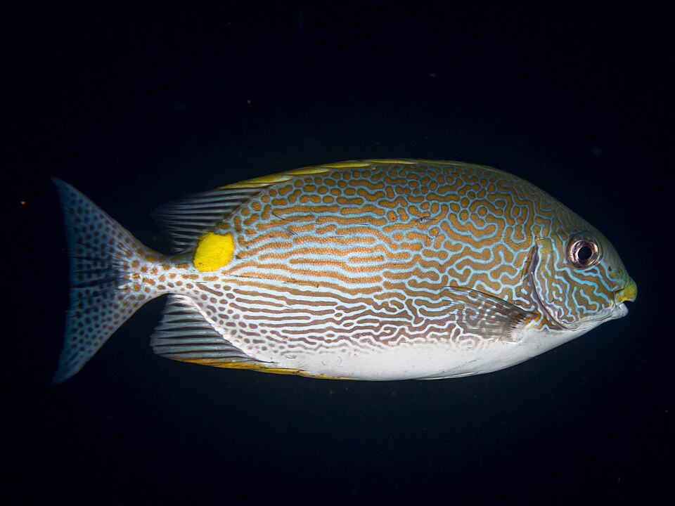 Gold Line Rabbitfish ' (Siganus lineatus)