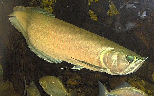Silver arowana (Osteoglossum bicirrhosum)