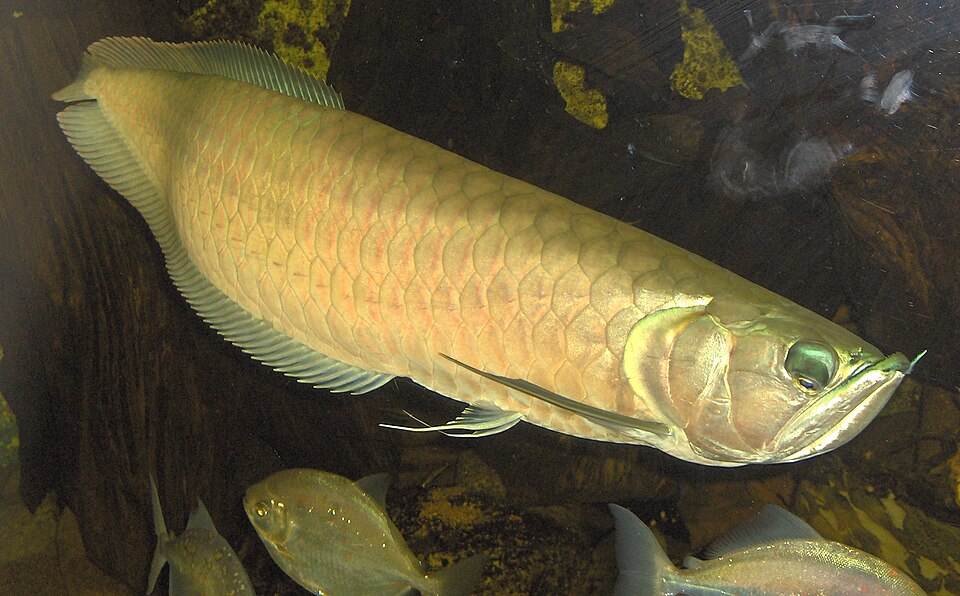 Silver arowana (Osteoglossum bicirrhosum)
