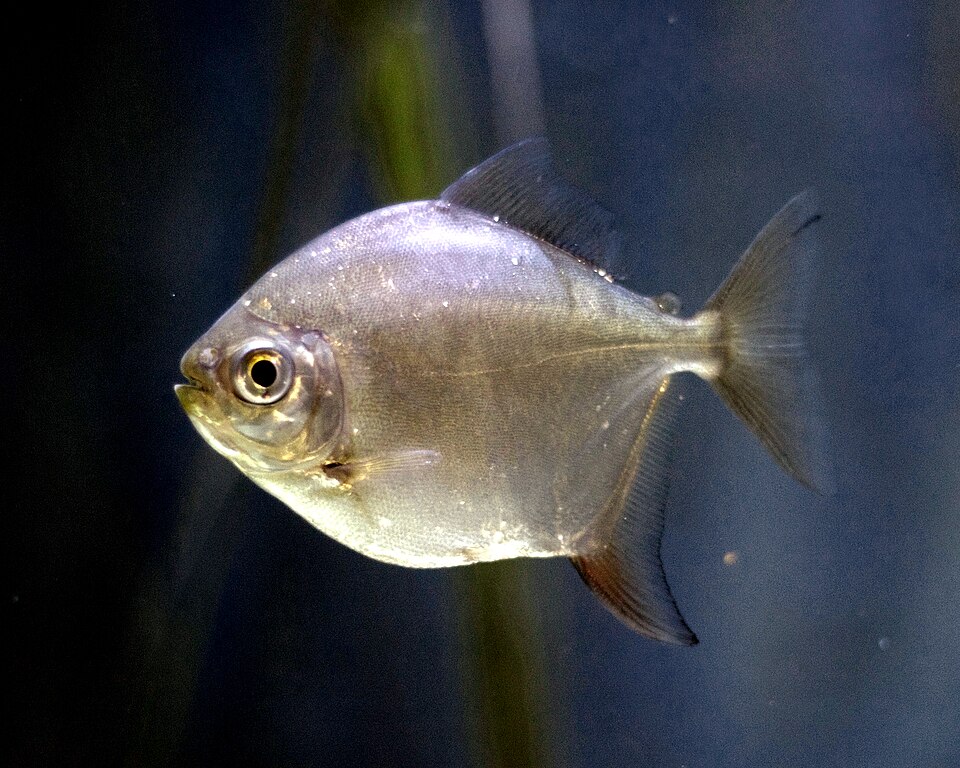 Silver dollar (Metynnis argenteus)