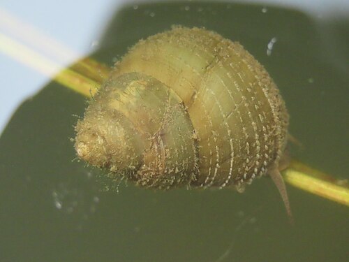 Japanese Trapdoor Snail