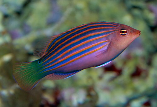 Six-line wrasse