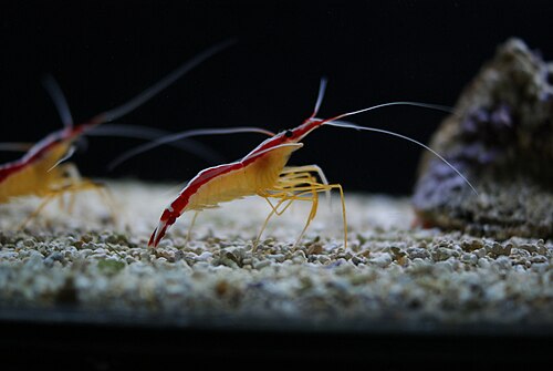 Skunk cleaner shrimp (Lysmata amboinensis)