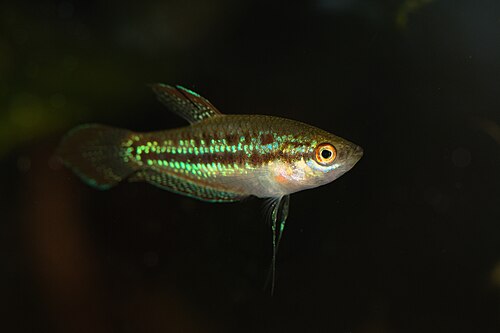 Sparkling gourami (Trichopsis pumila)