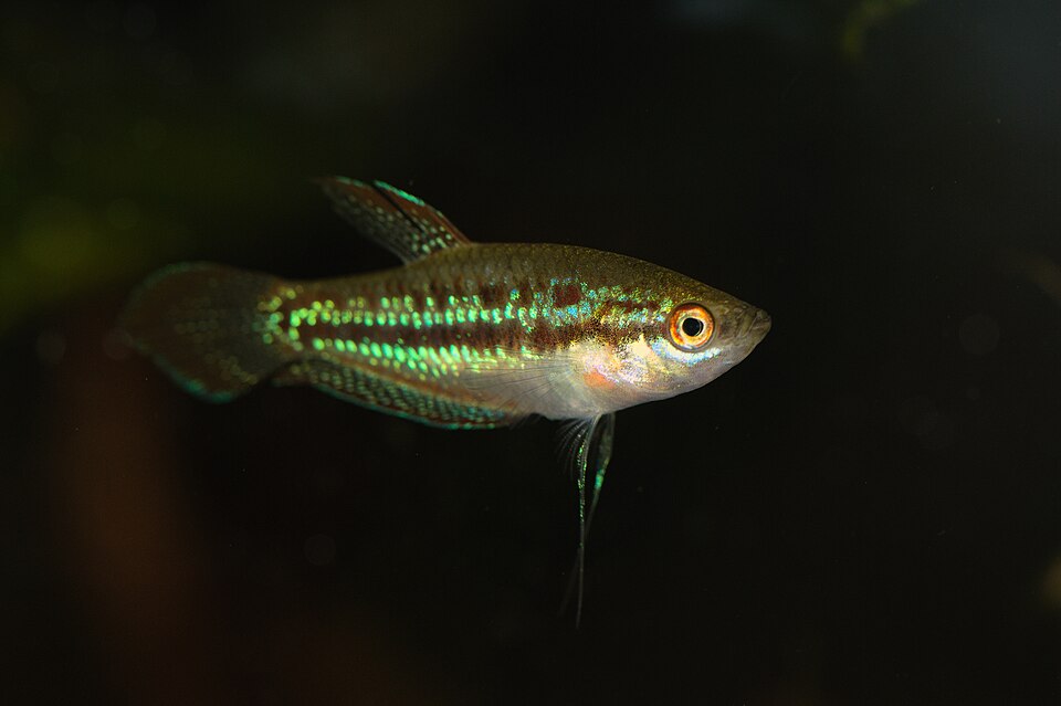 Sparkling gourami (Trichopsis pumila)
