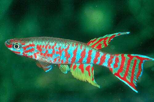 Splendid Killifish