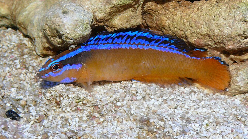 Springeri Dottyback (Pseudochromis sp.)
