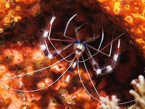 Mated Pair Coral Banded Shrimp