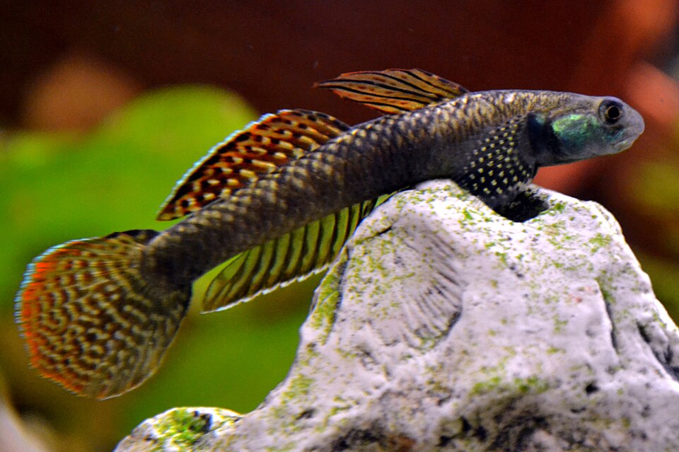 Rainbow Stiphodon Goby (Stiphodon ornatus)