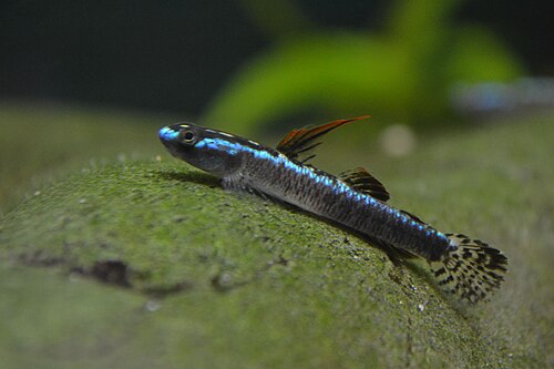 Percnopterygionus Stiphodon Goby (Stiphodon percnopterygionus)