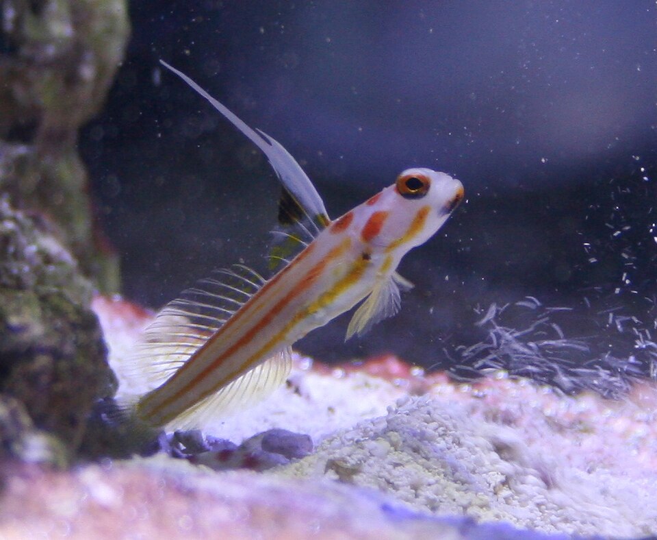 Yasha White Ray Shrimp Goby (Stonogobiops yasha)