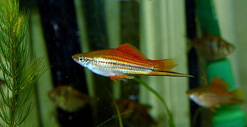 Swordtail (Xiphophorus hellerii)