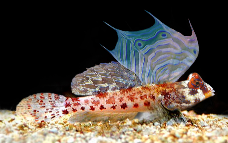 Red Scooter Blenny