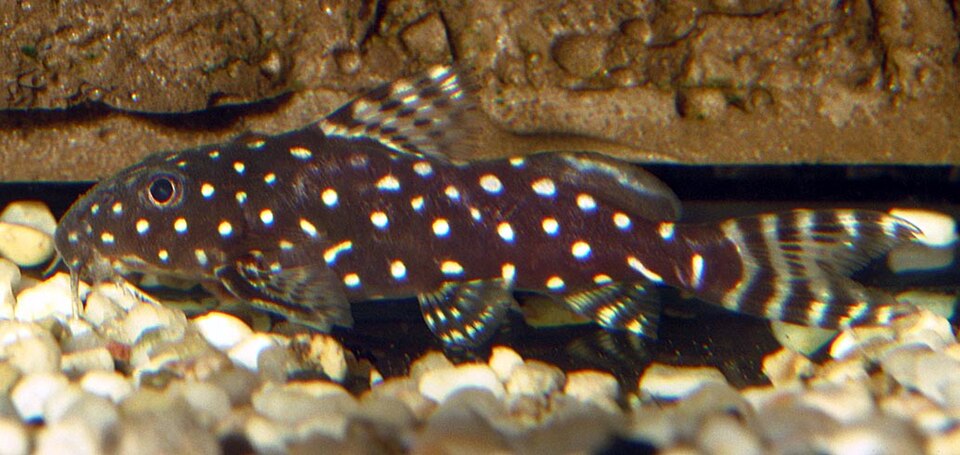 Polkadot Synodontis (Synodontis angelicus)