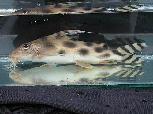 Clown Squeaker Catfish