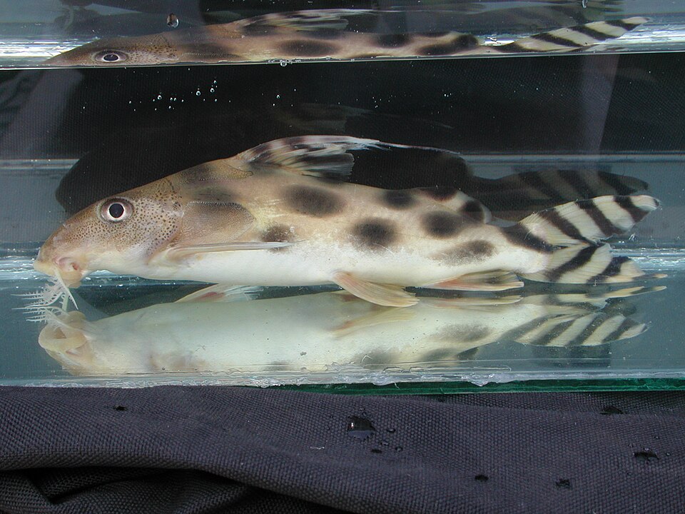 Clown Squeaker Catfish (Synodontis decorus)