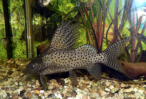 Short Body Featherfin Catfish