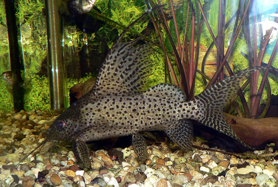 Short Body Featherfin Catfish (Synodontis eupterus)