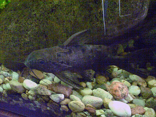 Ocellifer Catfish