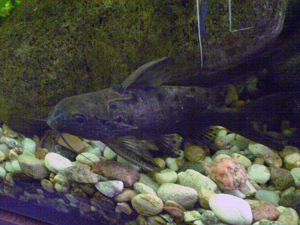 Ocellifer Catfish (Synodontis ocellifer)