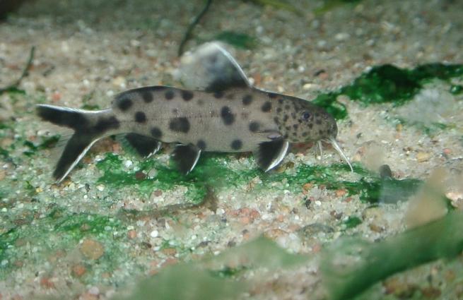 Dwarf Cuckoo Leopard Catfish