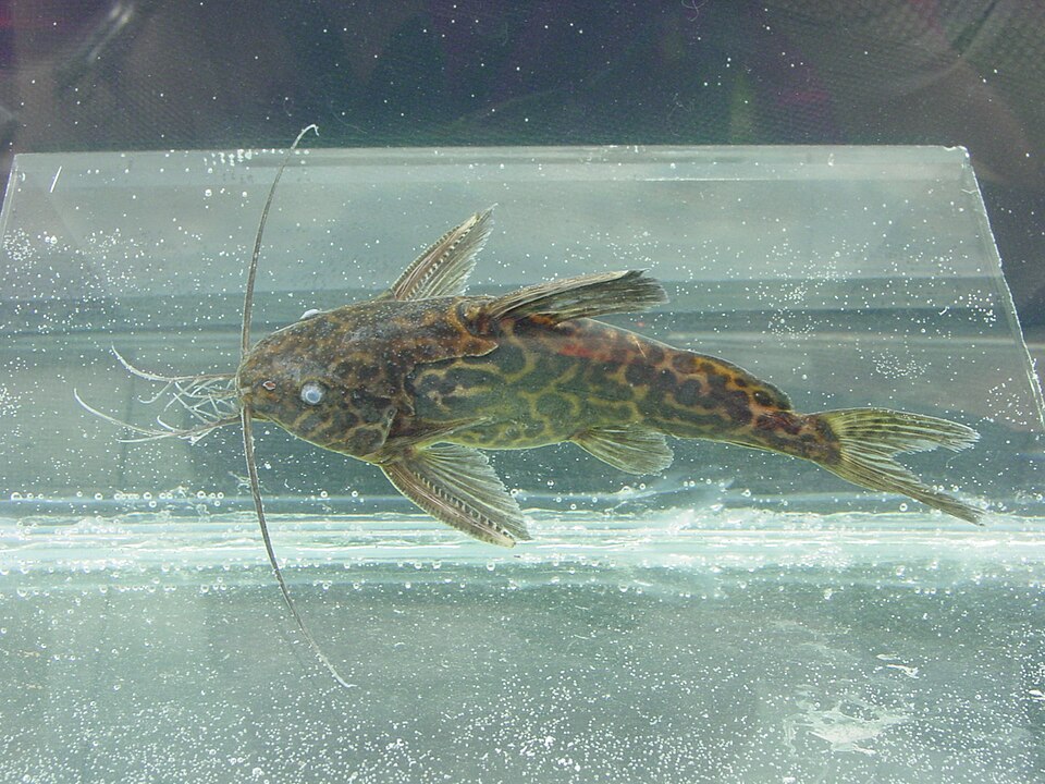 Marbled Synodontis Catfish (Synodontis schoutedeni)