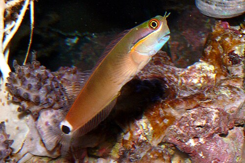 Tailspot blenny