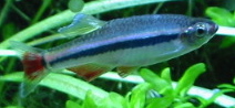 Vietnamese Cardinal White Cloud Danio (Tanichthys micagemmae)