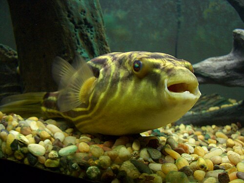 Fahaka Puffer ' (Tetraodon lineatus)