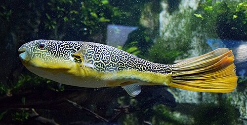 Mbu Pufferfish (Tetraodon mbu)