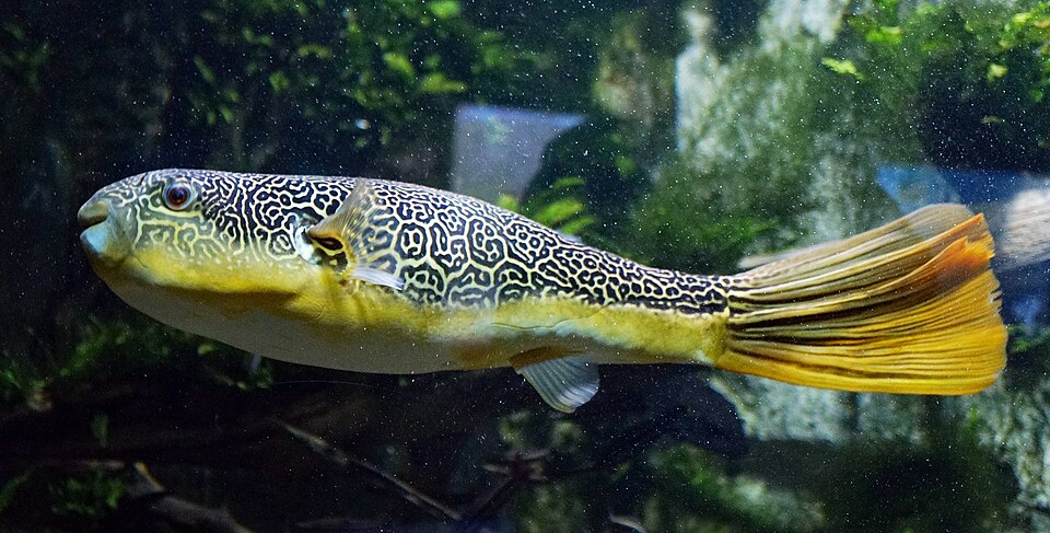 Mbu Pufferfish (Tetraodon mbu)