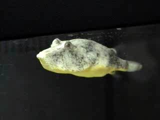 Potato Pufferfish (Tetraodon miurus)