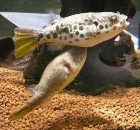 Tetraodon schoutedeni (Tetraodon schoutedeni)