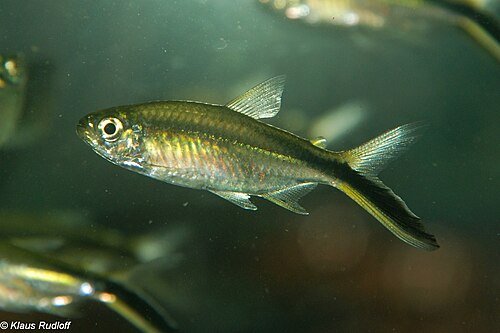 Penguin Redtail Tetra