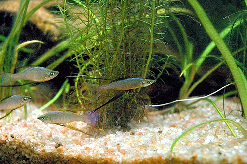 Threadfin rainbowfish (Iriatherina werneri)