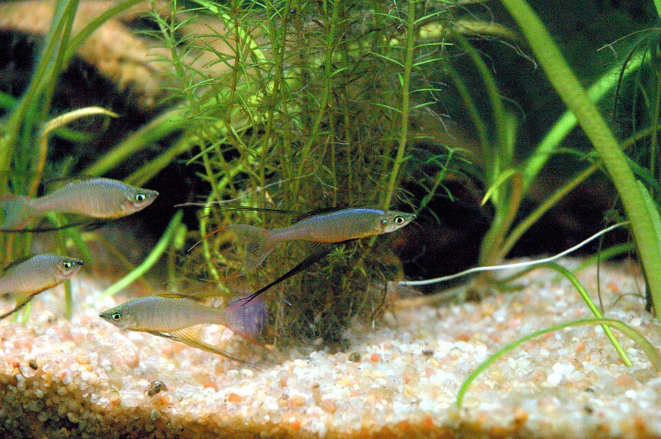 Threadfin rainbowfish (Iriatherina werneri)