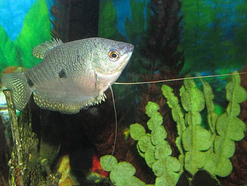 Three-spot gourami (Trichopodus trichopterus)