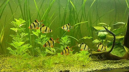 Tiger barb (Puntigrus tetrazona)