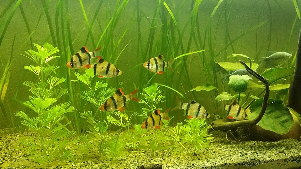 Tiger barb (Puntigrus tetrazona)