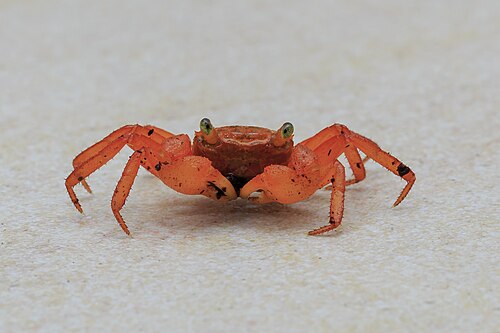 Tomato Vampire Crab