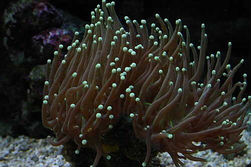 Torch coral
