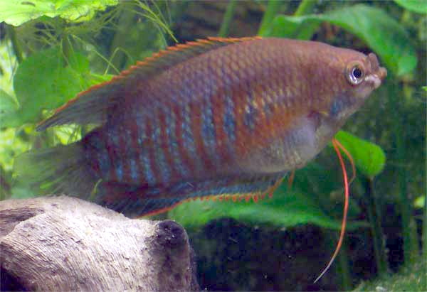 BEAUTIFUL SUNSET THICKLIP GOURAMI UNSEXED (Trichogaster labiosa)