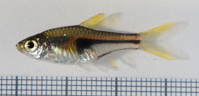 Glowlight Hengeli Rasbora (Trigonostigma hengeli)