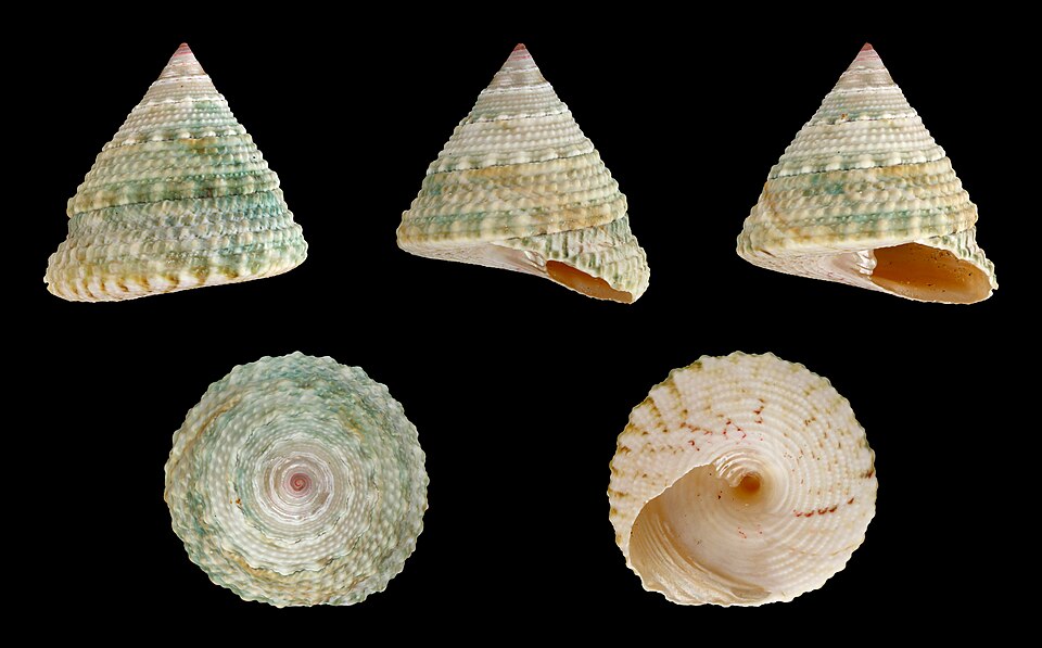 Trochus snail (Trochus spp.)