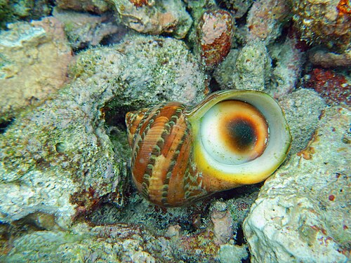 Turbo snail