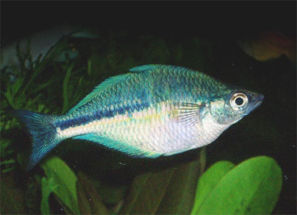 Turquoise rainbowfish (Melanotaenia lacustris)