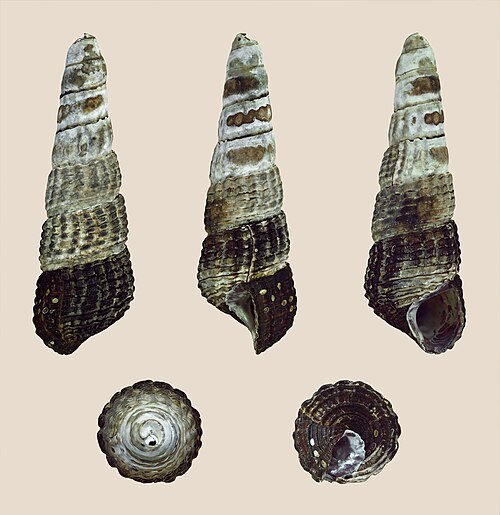 Yellow Spotted Giant Sulawesi Rabbit Snail