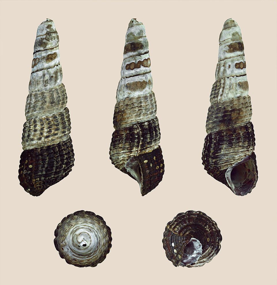 Yellow Spotted Giant Sulawesi Rabbit Snail (Tylomelania patriarchalis)