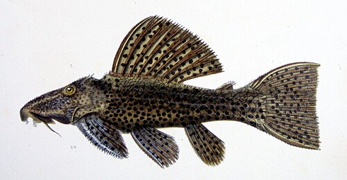 Typhoon Pleco LDA105 ' (Pseudacanthicus sp.)
